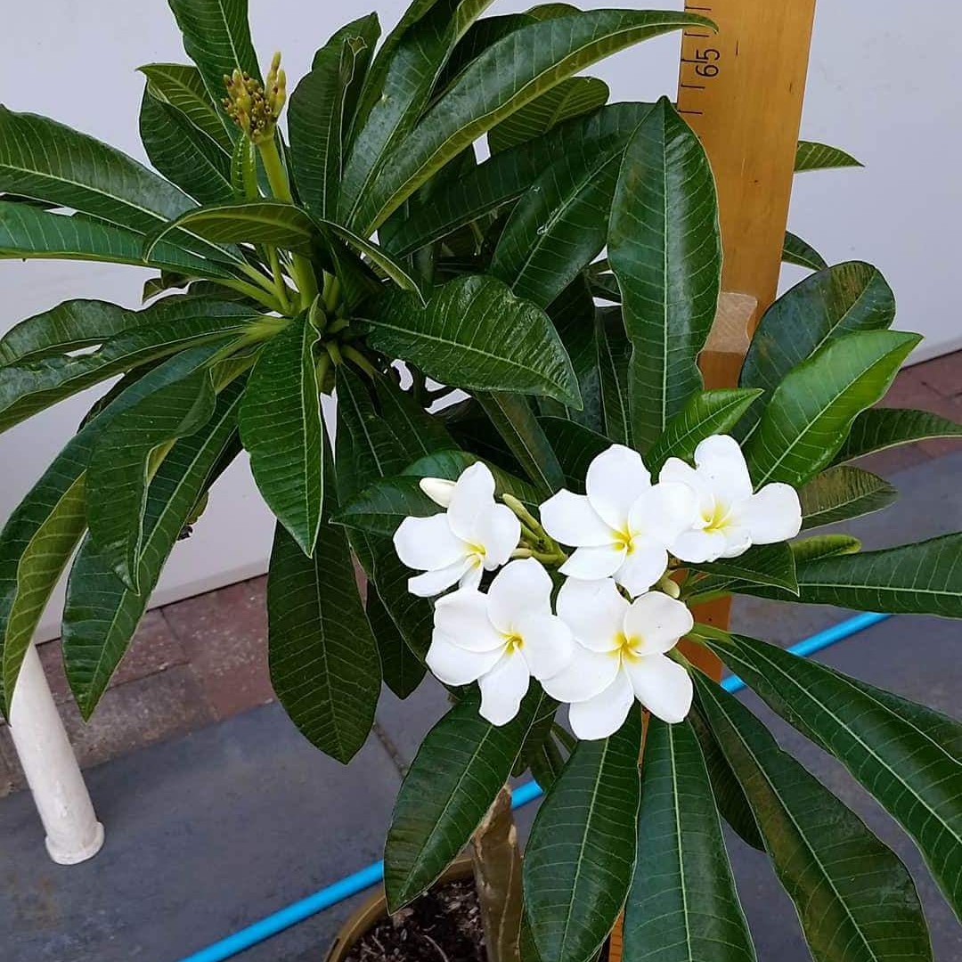 Plumeria pudica x in the GardenTags plant encyclopedia Fragrant White Pudica Hybrid in the GardenTags plant encyclopedia