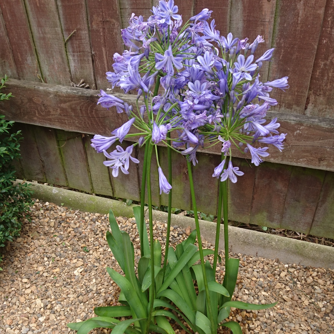 Agapanthus Sunfield in the GardenTags plant encyclopedia African Lily Sunfield in the GardenTags plant encyclopedia
