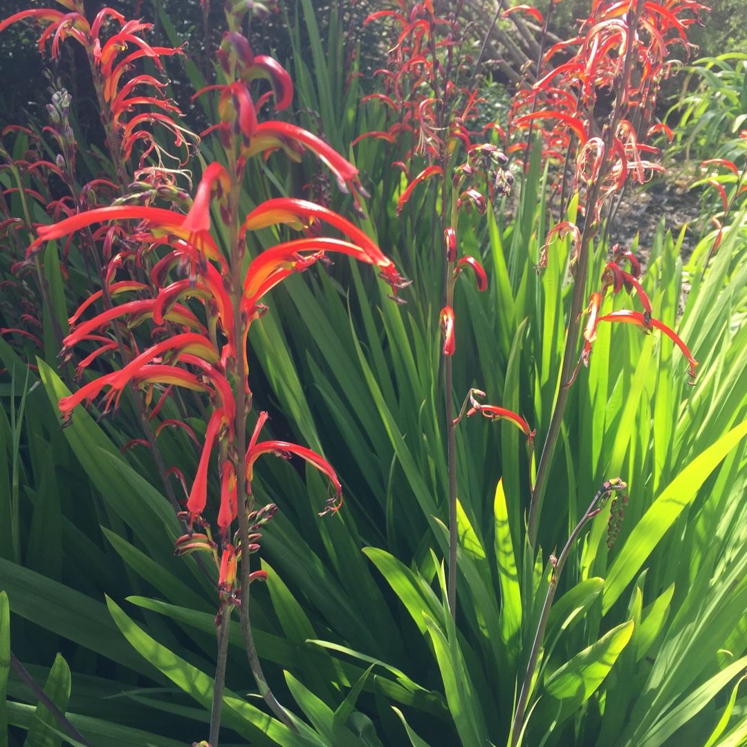 Chasmanthe Floribunda in the GardenTags plant encyclopedia African Flag in the GardenTags plant encyclopedia