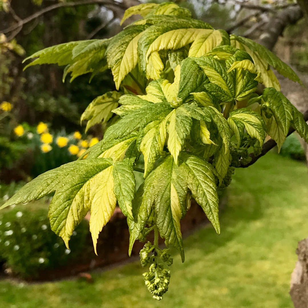 Sycamore Maple in the GardenTags plant encyclopedia