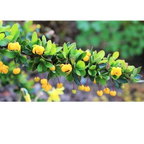 Berberis thunbergii atropurpurea Nana in the GardenTags plant encyclopedia Japanese Barberry Nana in the GardenTags plant encyclopedia