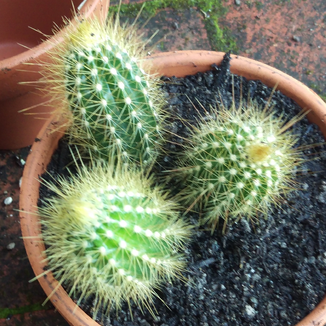 Austrocephalocereus estevesii syn. Micranthocereus estevesii in the GardenTags plant encyclopedia Micranthocereus in the GardenTags plant encyclopedia