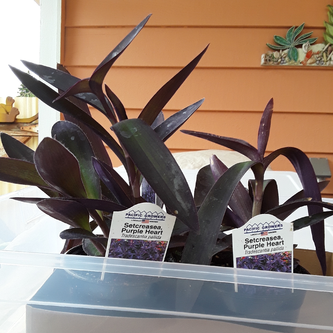 Tradescantia pallida in the GardenTags plant encyclopedia Purple-Heart Spiderwort in the GardenTags plant encyclopedia