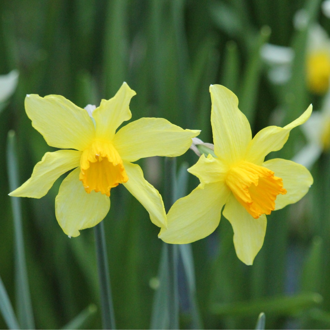 Narcissus C.J. Backhouse syn. Narcissus Incomparabilis Leedsii C.J. Backhouse in the GardenTags plant encyclopedia Daffodil C.J. Backhouse (Large-cupped) in the GardenTags plant encyclopedia