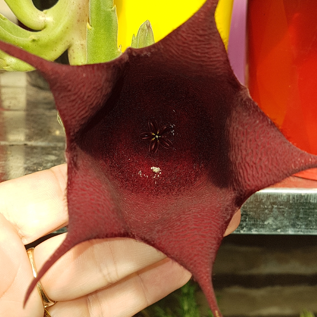 Stapelia leedertziae in the GardenTags plant encyclopedia Cup Starfish in the GardenTags plant encyclopedia