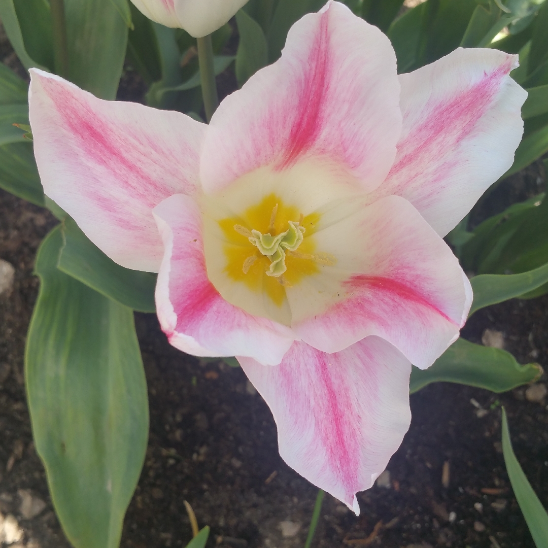Tulipa Holland Chic in the GardenTags plant encyclopedia Tulip Holland Chic (Lily-flowered) in the GardenTags plant encyclopedia
