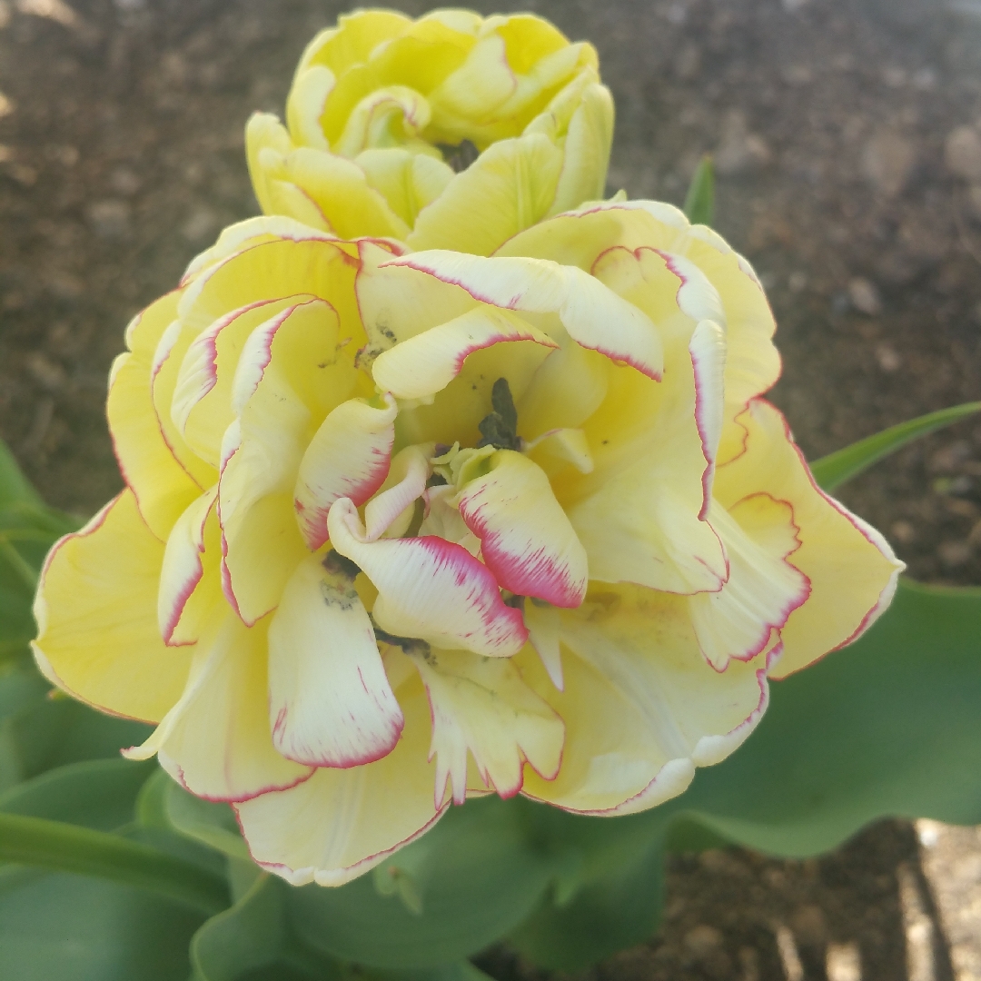 Tulipa Belicia in the GardenTags plant encyclopedia Tulip Belicia (Double Early) in the GardenTags plant encyclopedia