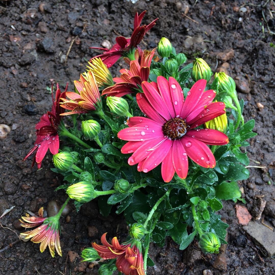 Osteospermum Rubina Dalina in the GardenTags plant encyclopedia African daisy Dalina in the GardenTags plant encyclopedia