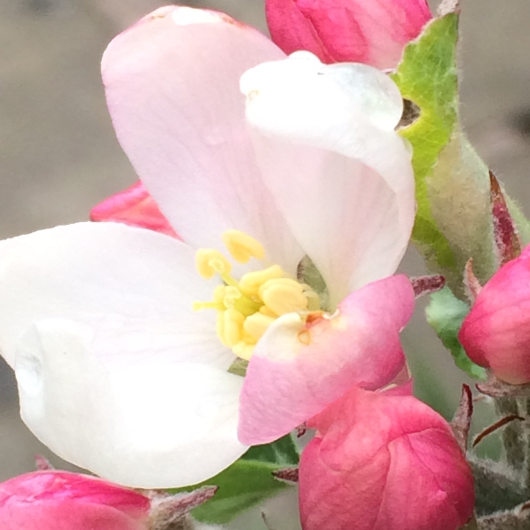 Malus domestica Katja syn. Malus domestica Katy in the GardenTags plant encyclopedia Apple Katja in the GardenTags plant encyclopedia
