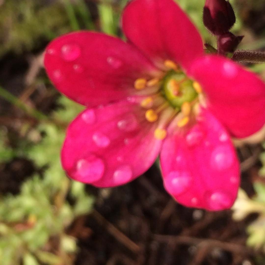 Saxifraga x arendsii Triumph in the GardenTags plant encyclopedia Saxifrage Triumph in the GardenTags plant encyclopedia