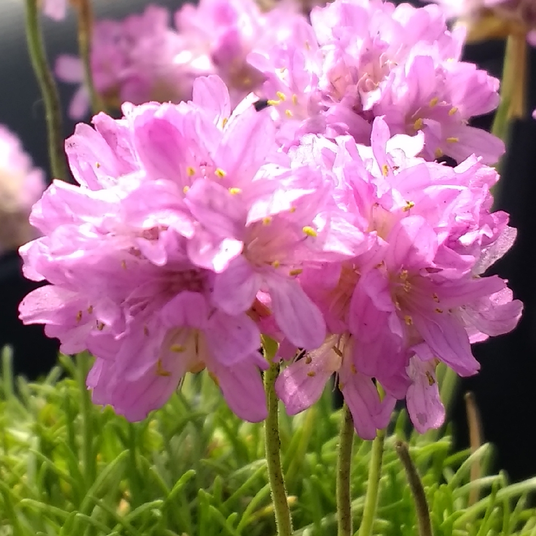 Armeria Caespitosa in the GardenTags plant encyclopedia Sea Pink in the GardenTags plant encyclopedia
