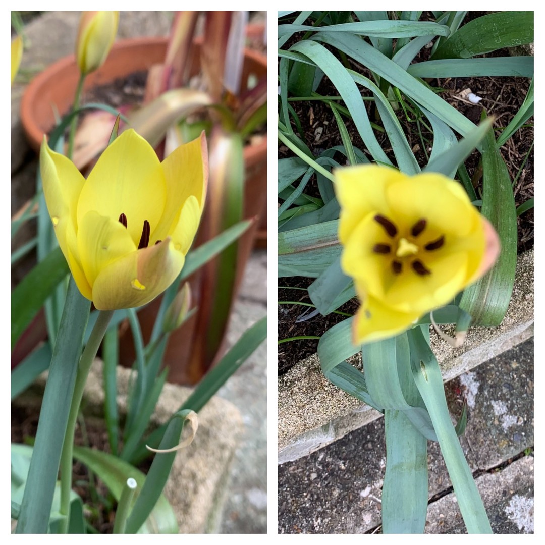Tulipa linifolia (Batalinii Group) Honky Tonk syn. Tulipa Honky Tonk in the GardenTags plant encyclopedia Tulip (Species) Flax-leaved Tulip (Batalinii Group) Honky Tonk in the GardenTags plant encyclopedia