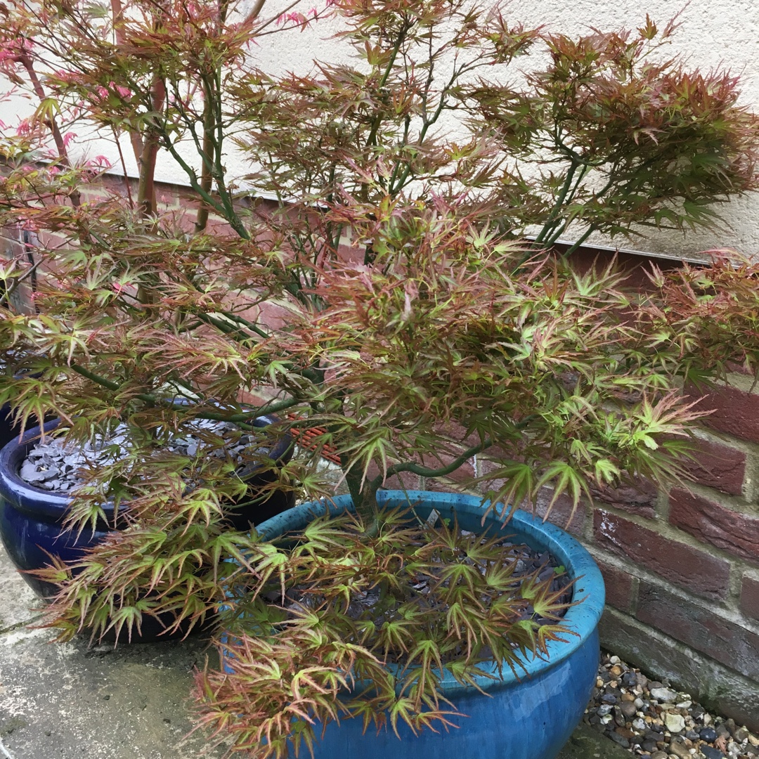 Acer Palmatum Kamagata in the GardenTags plant encyclopedia Japanese Maple Kamagata in the GardenTags plant encyclopedia