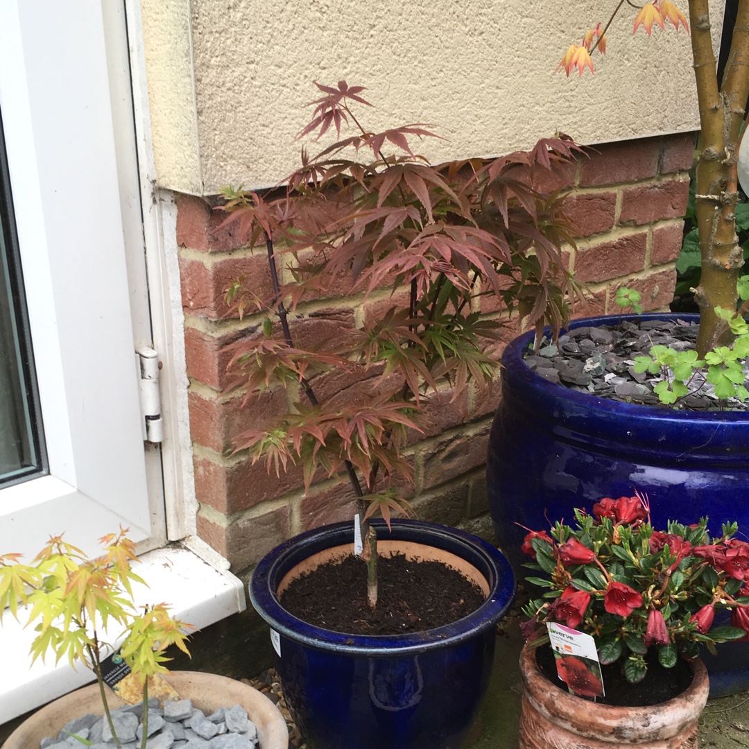 Acer Palmatum Pixie in the GardenTags plant encyclopedia Japanese Maple Pixie in the GardenTags plant encyclopedia