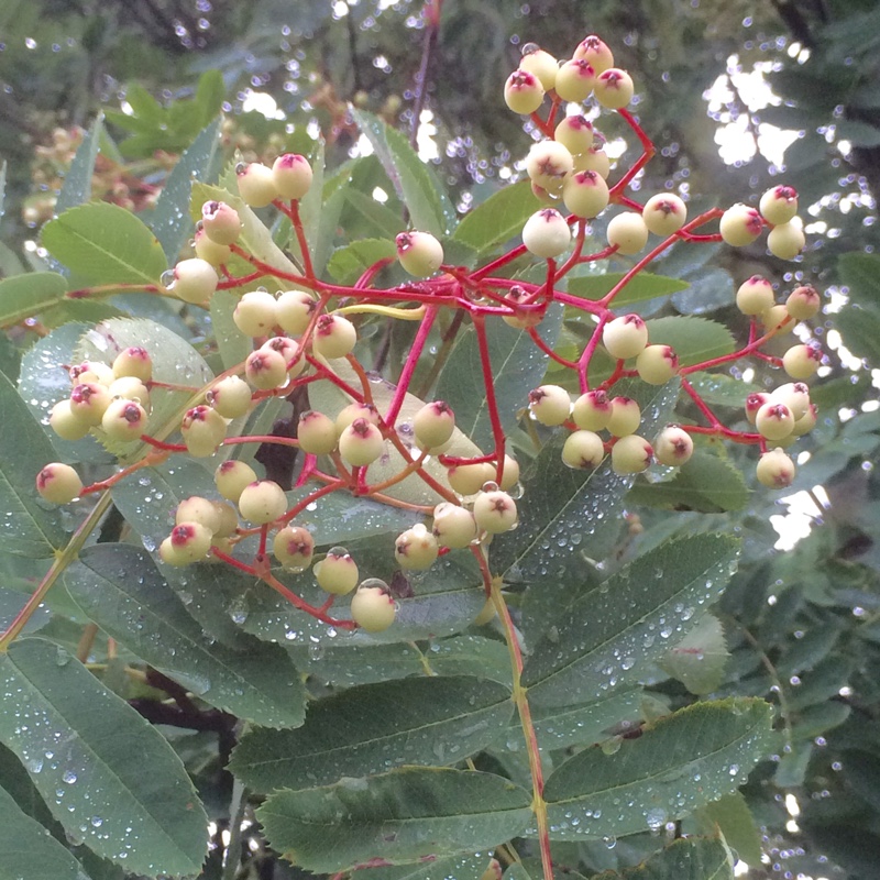 Sorbus Kashmiriana in the GardenTags plant encyclopedia Kashmir Rowan Tree in the GardenTags plant encyclopedia