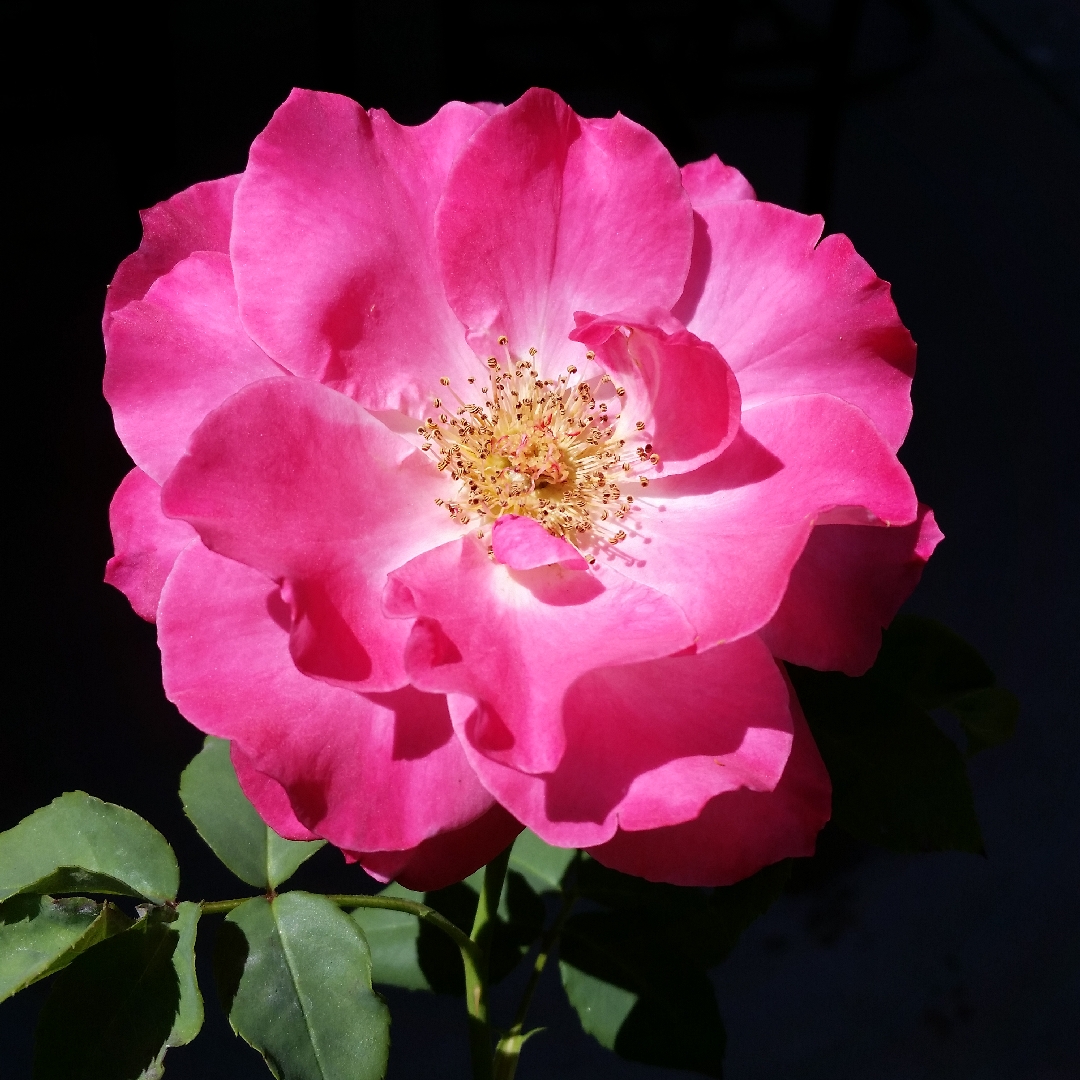 Rosa Bon Bon in the GardenTags plant encyclopedia Rose Bon Bon in the GardenTags plant encyclopedia
