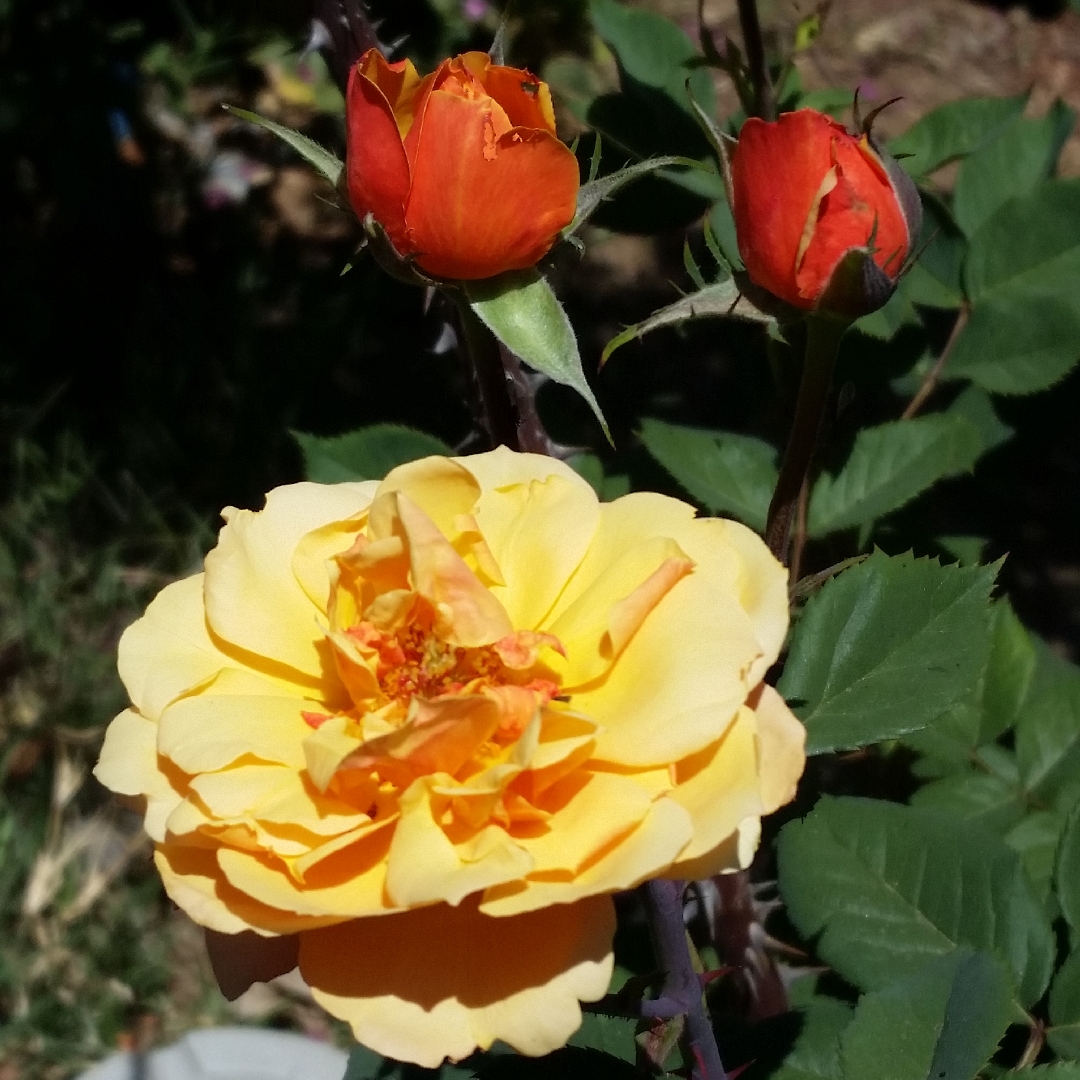 Rosa About Face in the GardenTags plant encyclopedia Rose About Face in the GardenTags plant encyclopedia