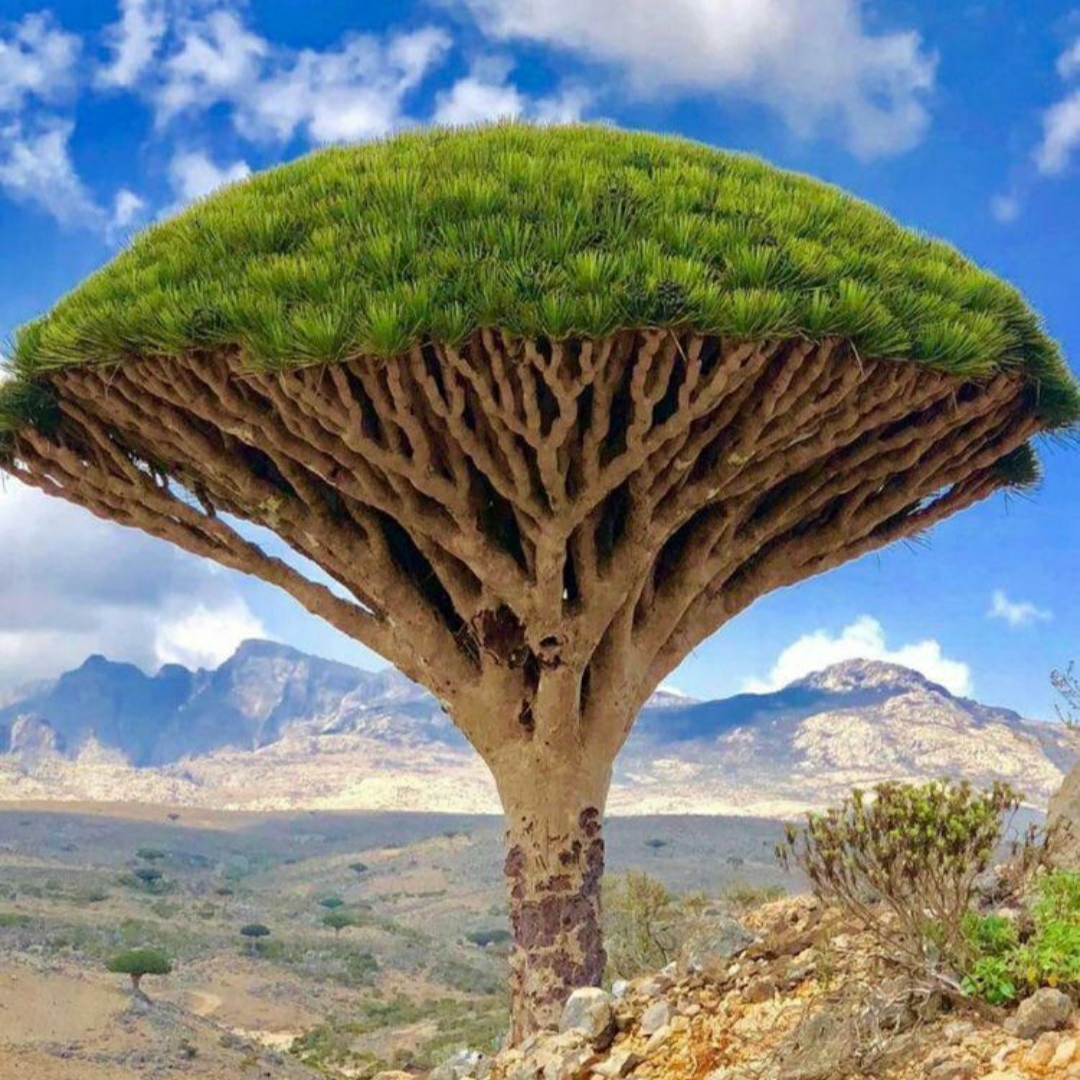 Dracaena cinnabari in the GardenTags plant encyclopedia Dragon blood tree in the GardenTags plant encyclopedia