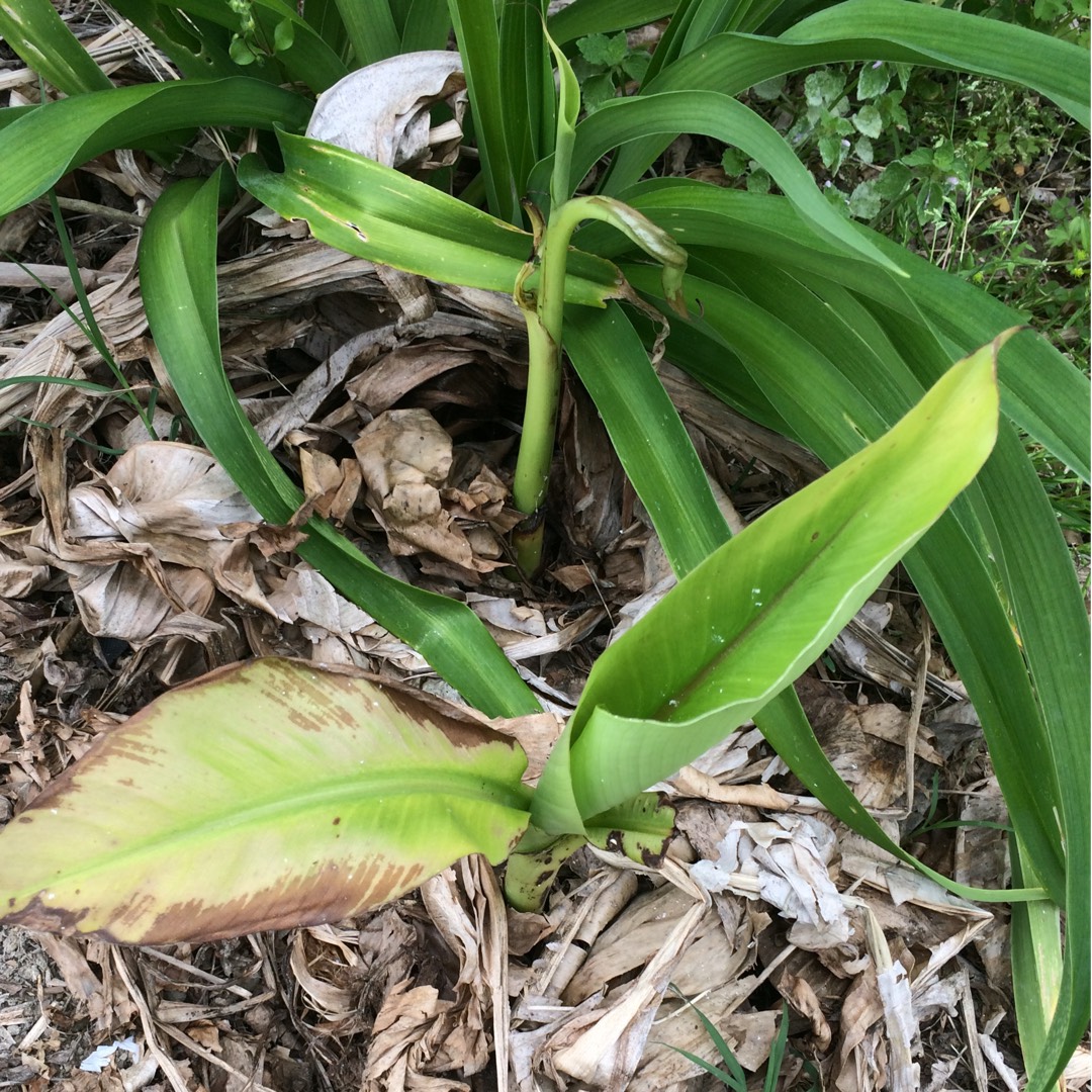 Musa acuminata Gros Michel in the GardenTags plant encyclopedia Fat Michael banana plant in the GardenTags plant encyclopedia