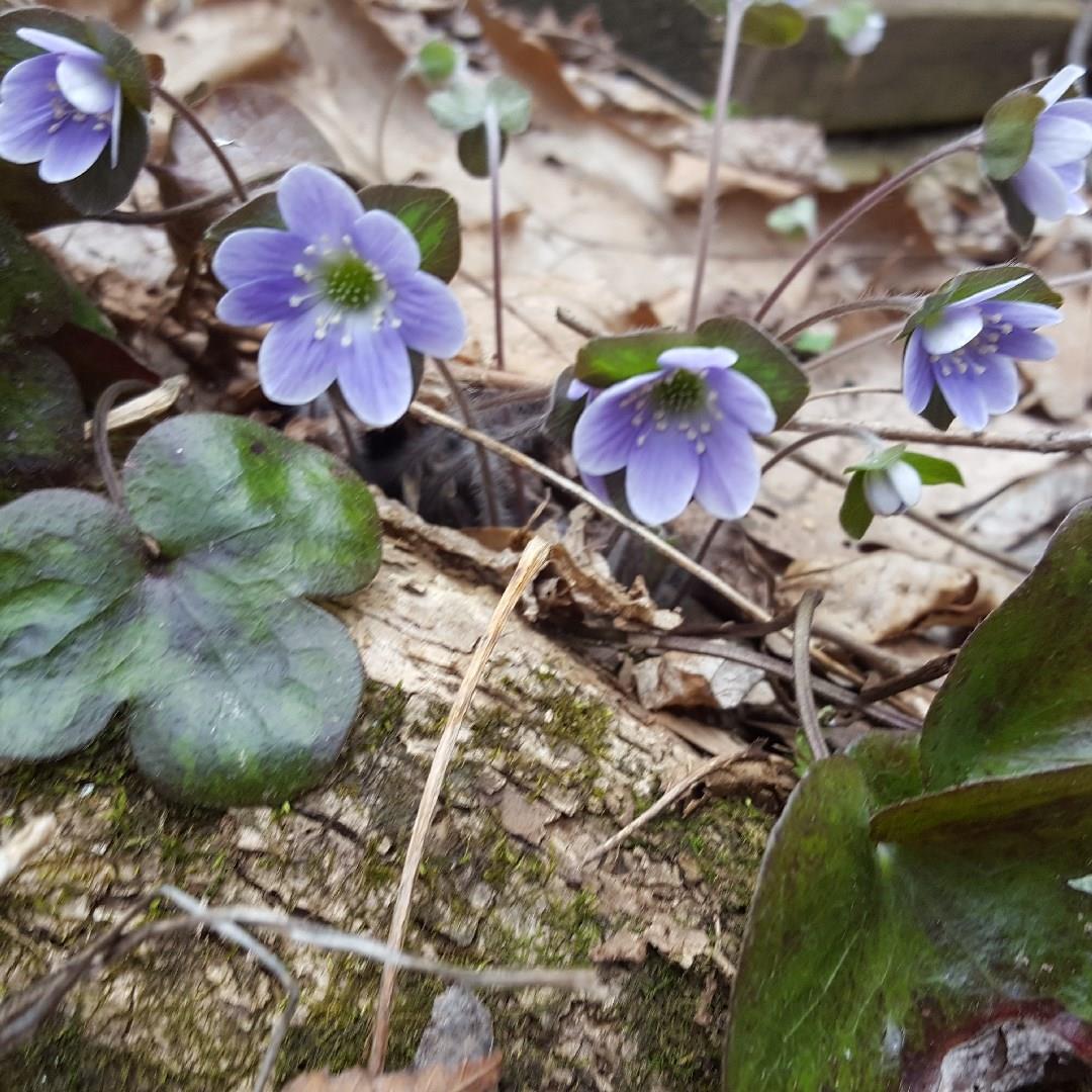 Anemone americana in the GardenTags plant encyclopedia Blunt-lobed Hepatica in the GardenTags plant encyclopedia