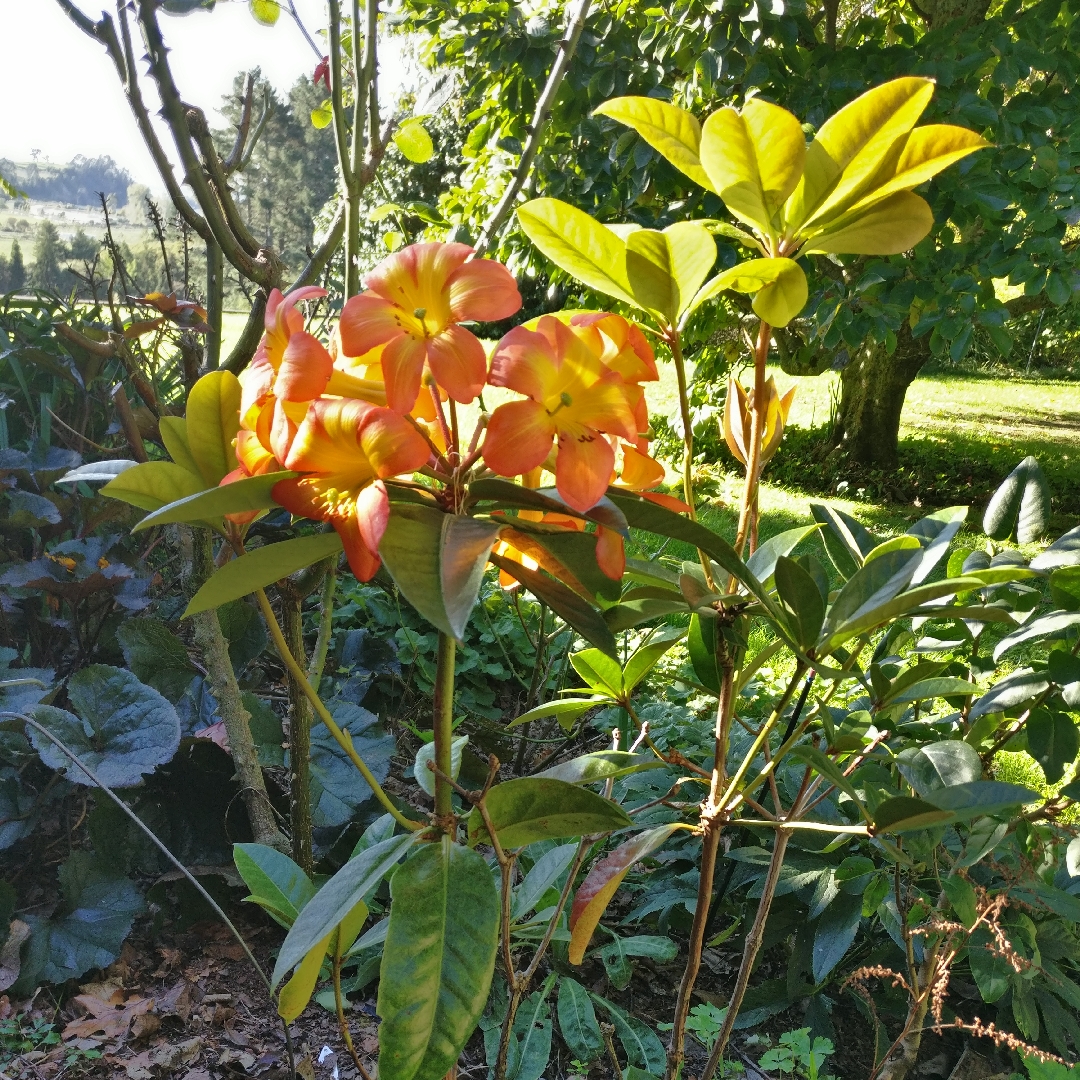 Rhododendron vireya Simbu Sunset in the GardenTags plant encyclopedia Vireya Rhododendron Simbu Sunset in the GardenTags plant encyclopedia