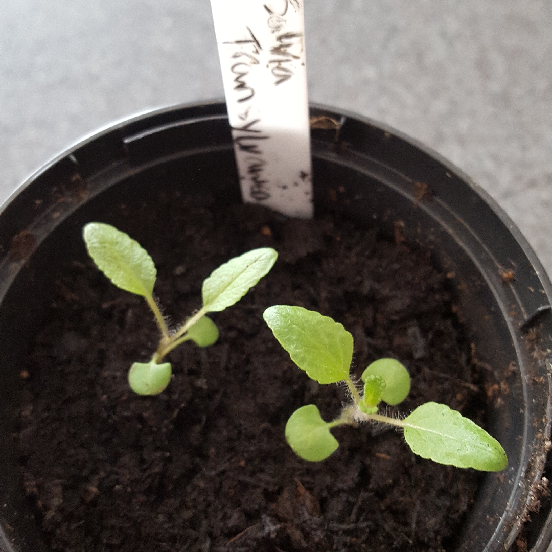 Salvia transylvanica in the GardenTags plant encyclopedia Transylvanian Sage in the GardenTags plant encyclopedia