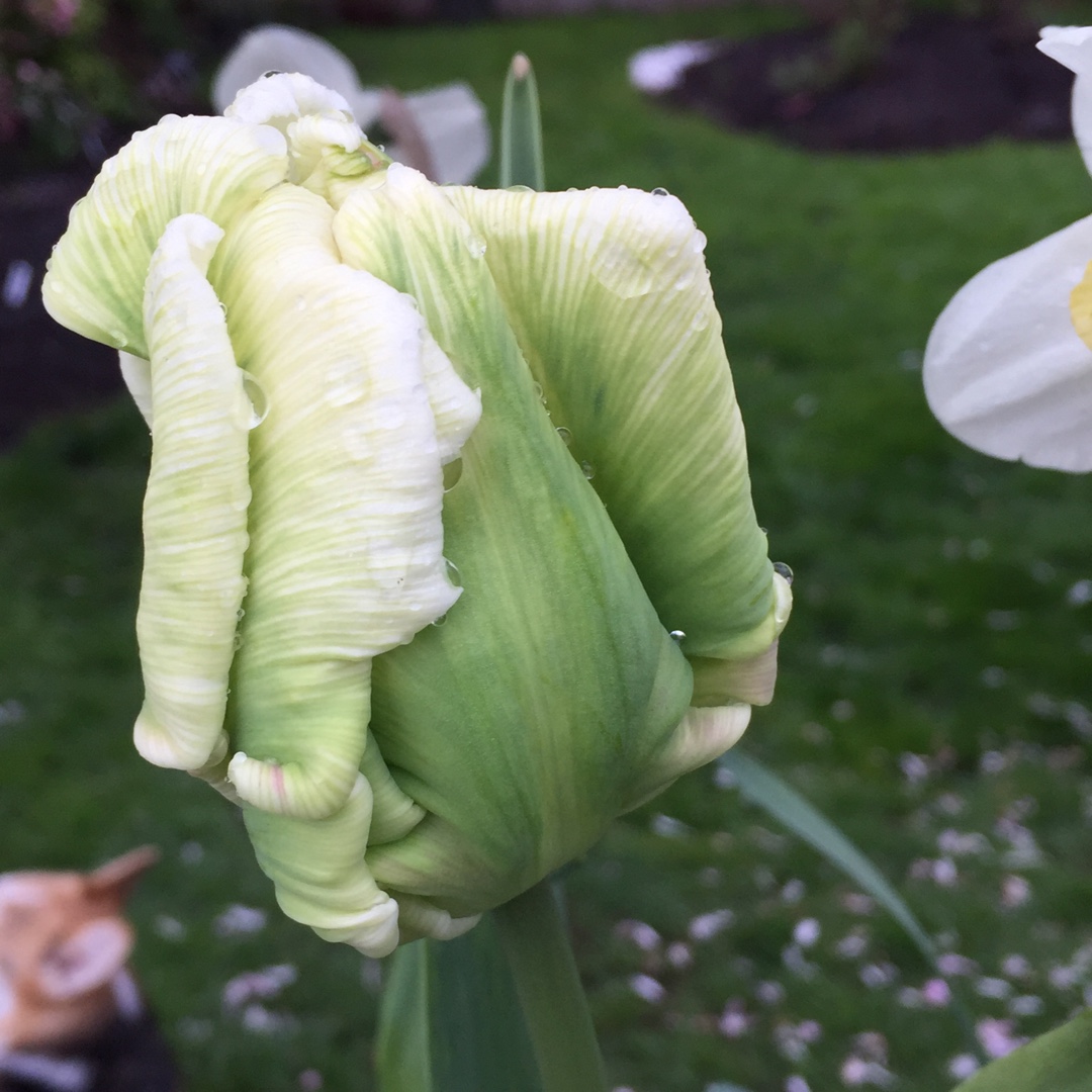 Tulipa Super Parrot in the GardenTags plant encyclopedia Tulip Super Parrot (Parrot) in the GardenTags plant encyclopedia