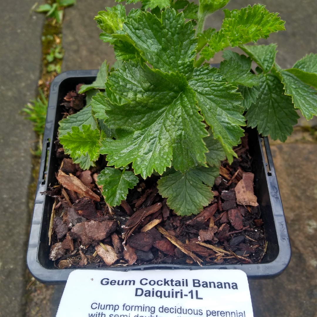 Geum Banana Daiquiri in the GardenTags plant encyclopedia Avens Banana Daiquiri in the GardenTags plant encyclopedia