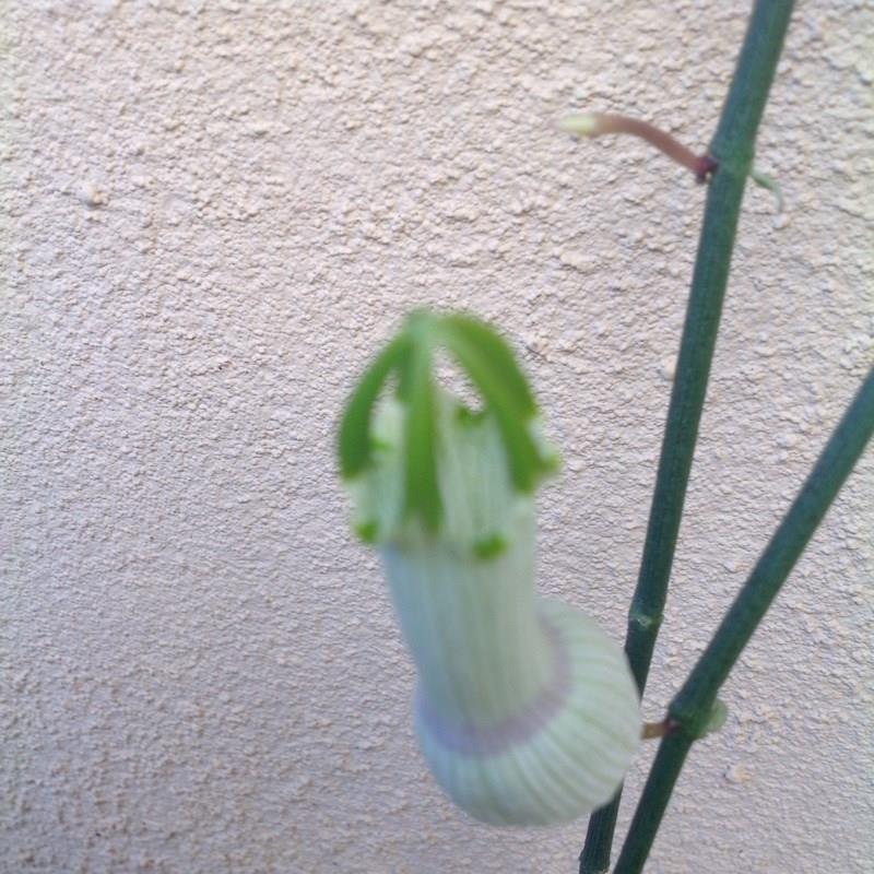 Bushmans pipe in the GardenTags plant encyclopedia
