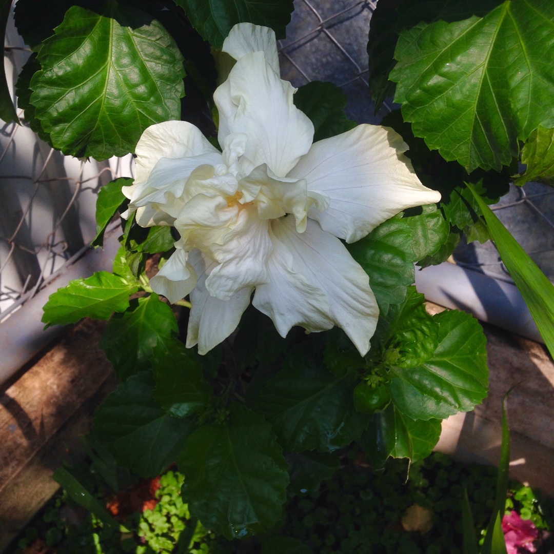 Double White Hibiscus in the GardenTags plant encyclopedia