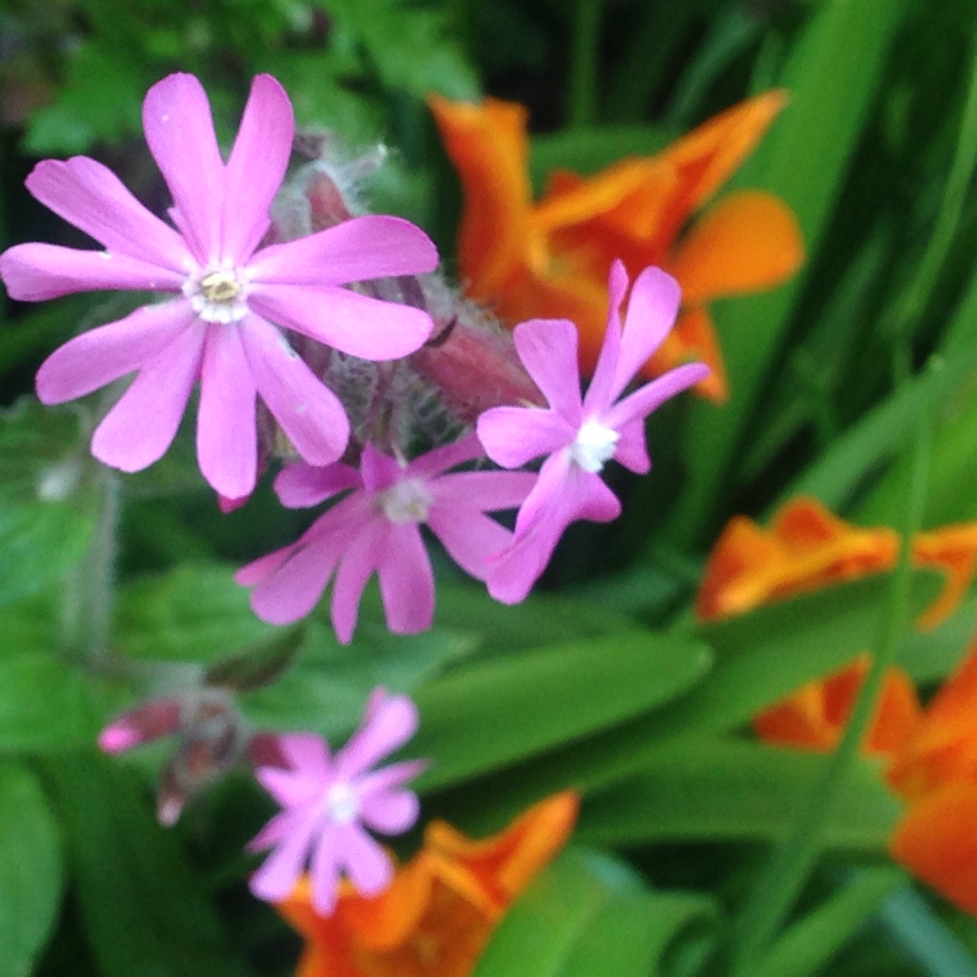 Silene Caroliniana in the GardenTags plant encyclopedia Sticky Catchfly in the GardenTags plant encyclopedia