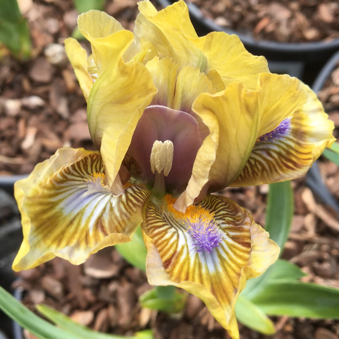 Iris x germanica Pokemon in the GardenTags plant encyclopedia Bearded Iris Pokemon (Miniature Dwarf) in the GardenTags plant encyclopedia