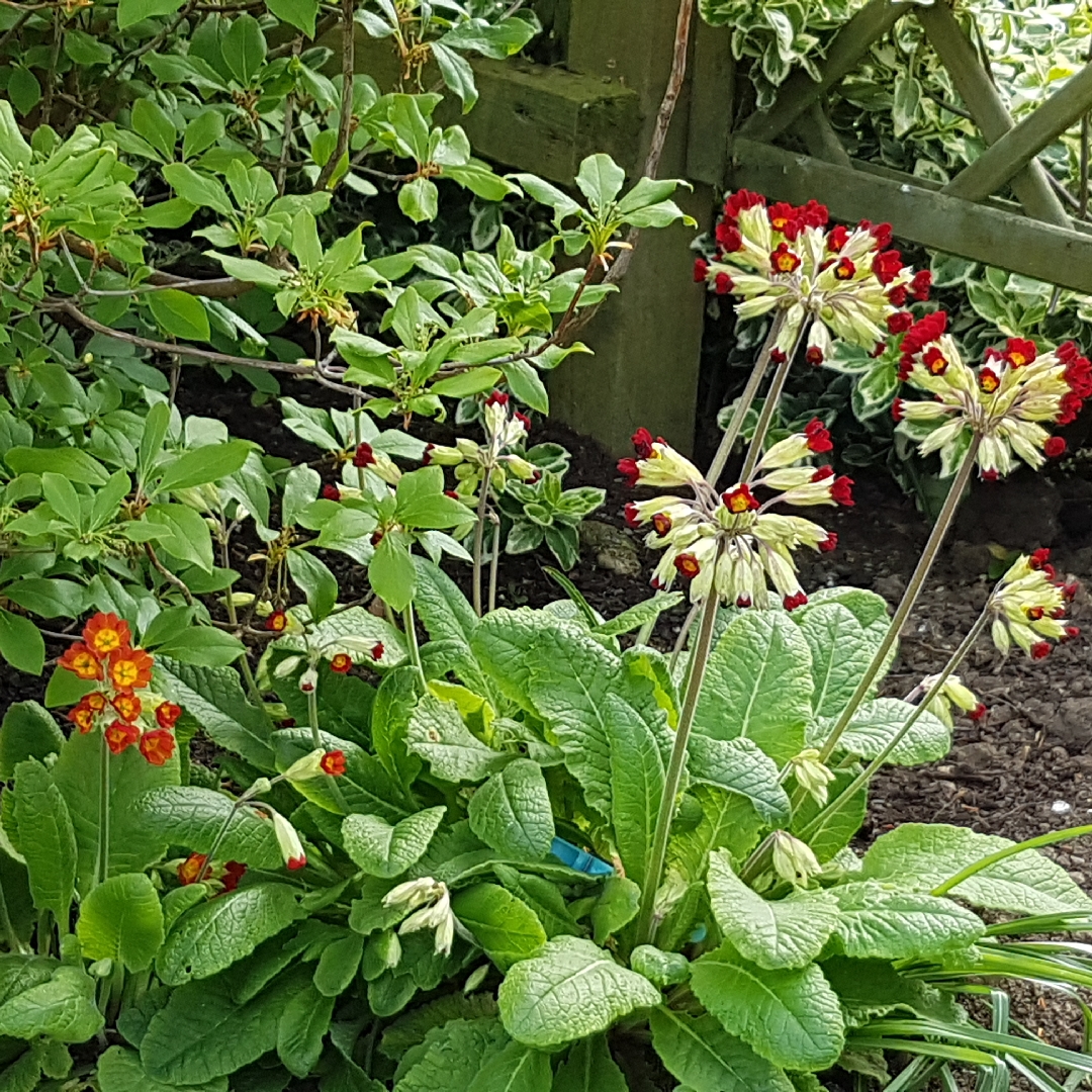 Primula veris Autumn Shades in the GardenTags plant encyclopedia Cowslip Autumn Shades in the GardenTags plant encyclopedia