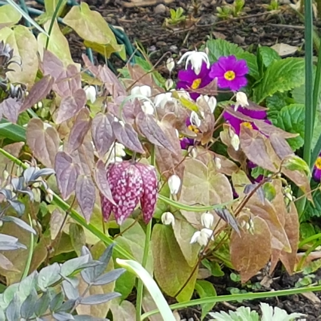 Epimedium x youngianum Niveum in the GardenTags plant encyclopedia Barrenwort Niveum in the GardenTags plant encyclopedia