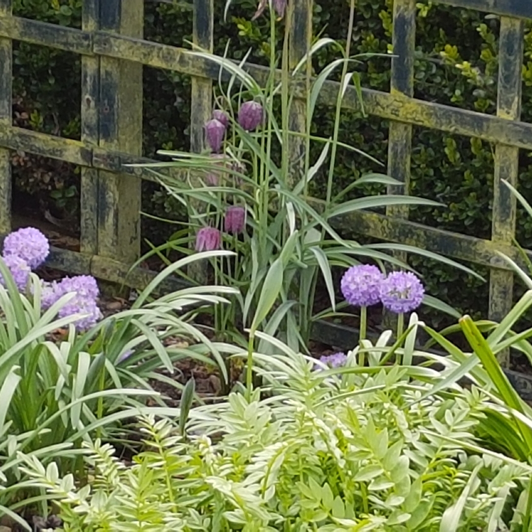 Primula denticulata Cashmeriana in the GardenTags plant encyclopedia Drumstick Primrose Cashmeriana in the GardenTags plant encyclopedia