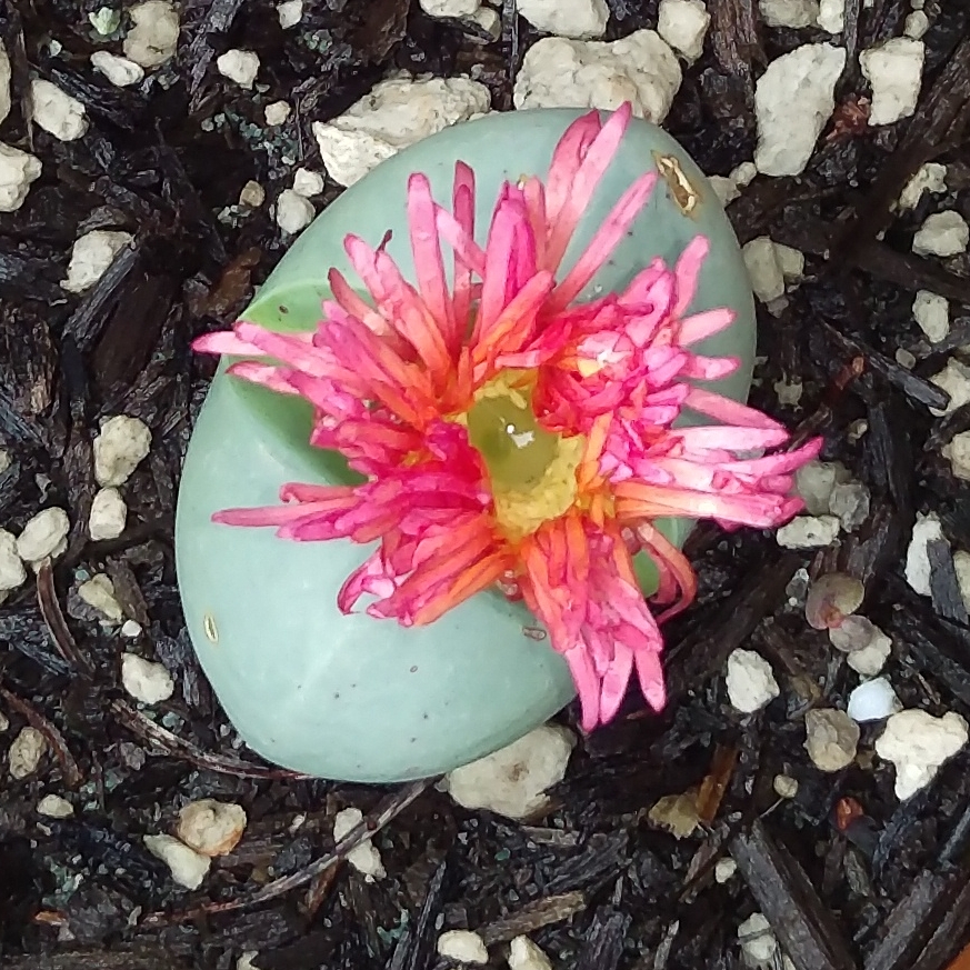 Argyroderma delaetii in the GardenTags plant encyclopedia Living Stones in the GardenTags plant encyclopedia