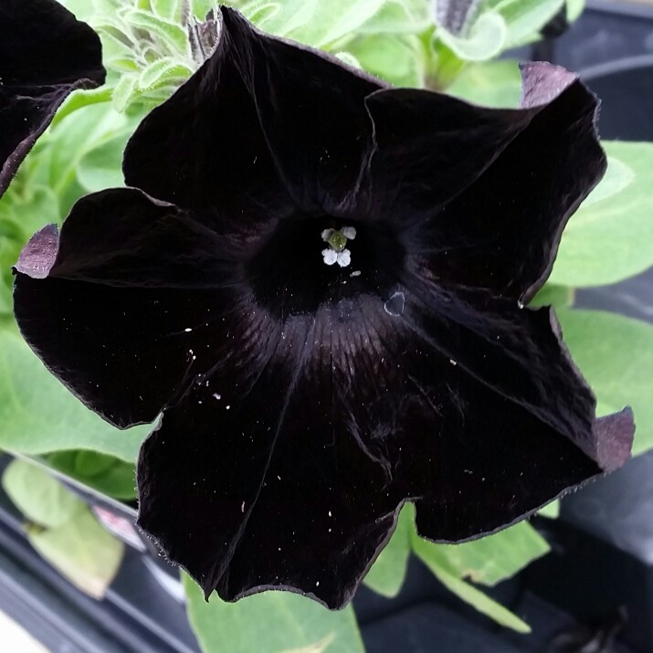 Petunia 'Wespecrablama' (Crazytunia Series) syn. Petunia 'Black Mamba ...