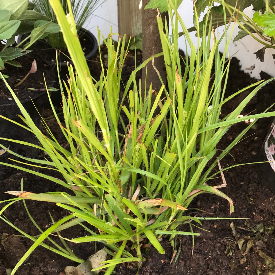 Luzula nivea in the GardenTags plant encyclopedia Snow-White Wood-Rush in the GardenTags plant encyclopedia