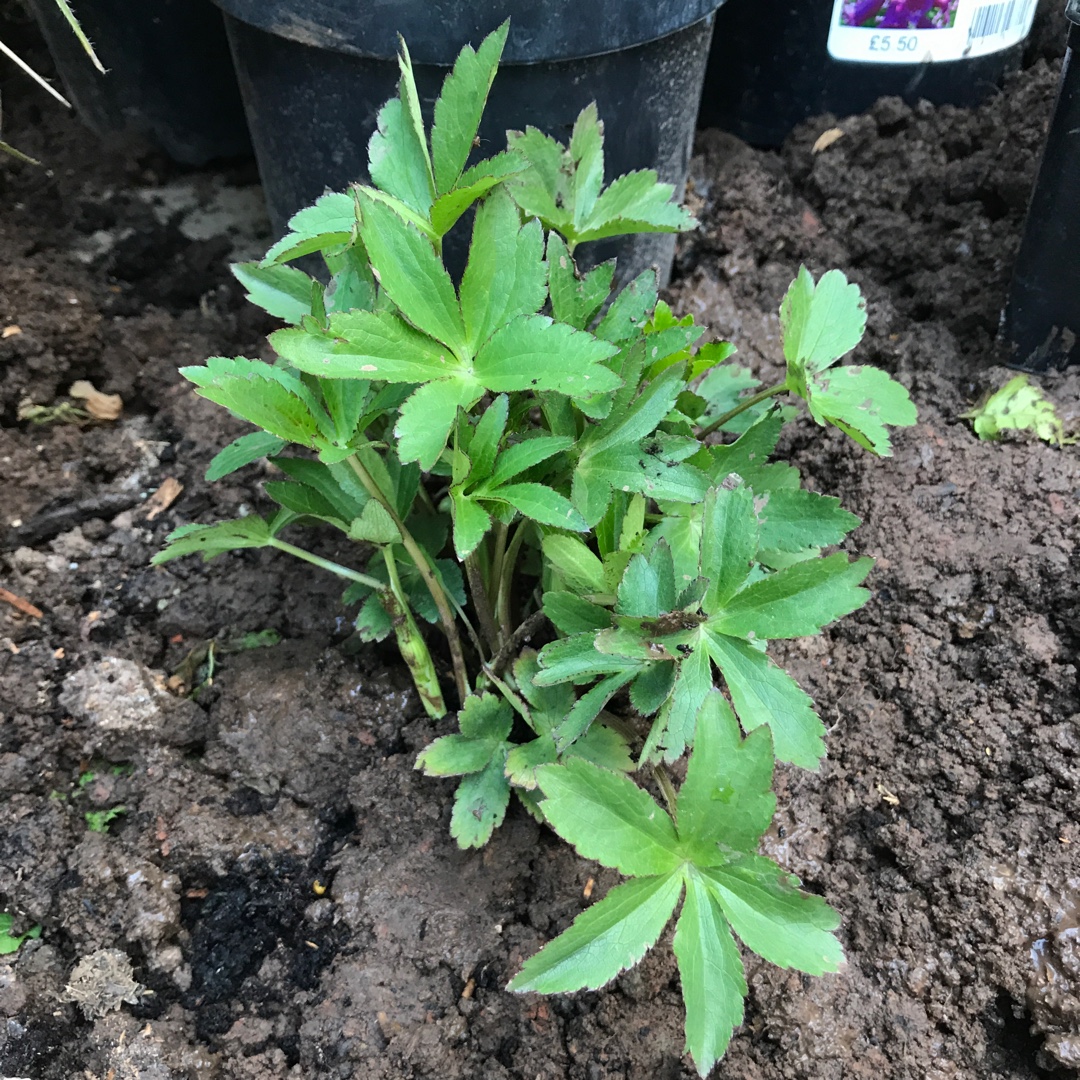 Astrantia major Venice in the GardenTags plant encyclopedia Masterwort Venice in the GardenTags plant encyclopedia