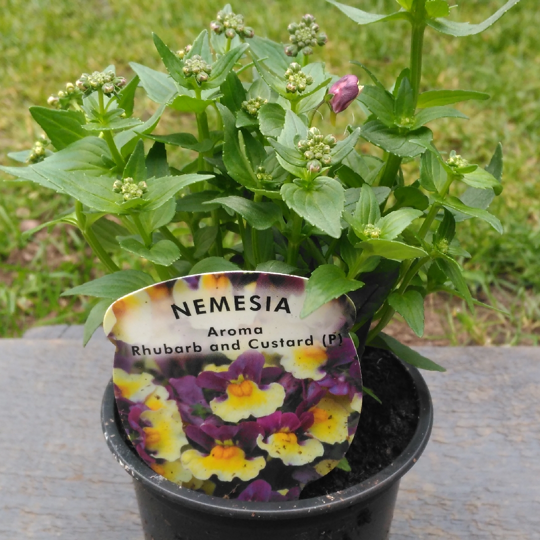 Nemesia aroma Rhubarb And Custard in the GardenTags plant encyclopedia Nemesia Rhubarb and Custard in the GardenTags plant encyclopedia