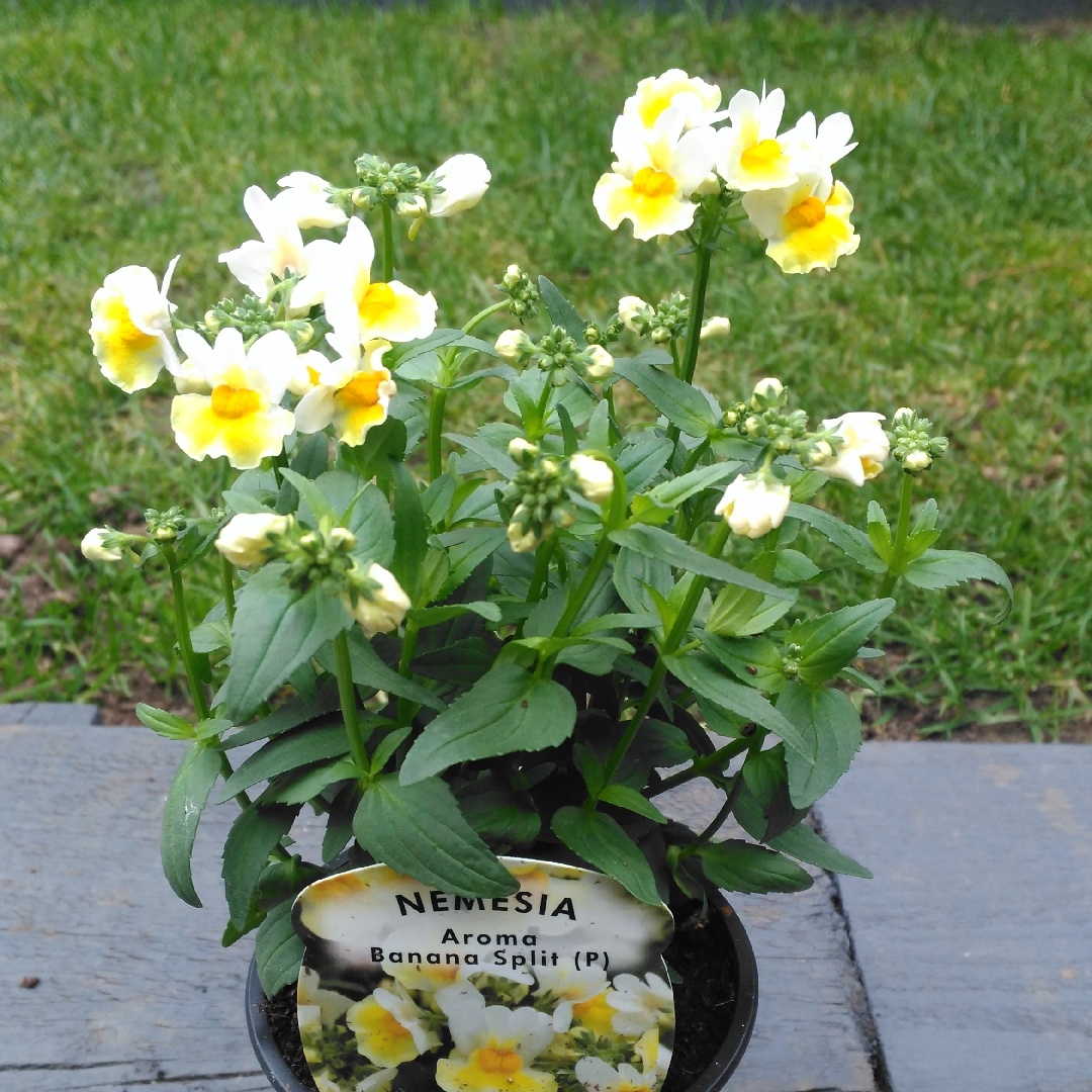 Nemesia aroma Banana Split in the GardenTags plant encyclopedia Nemesia Banana Split in the GardenTags plant encyclopedia