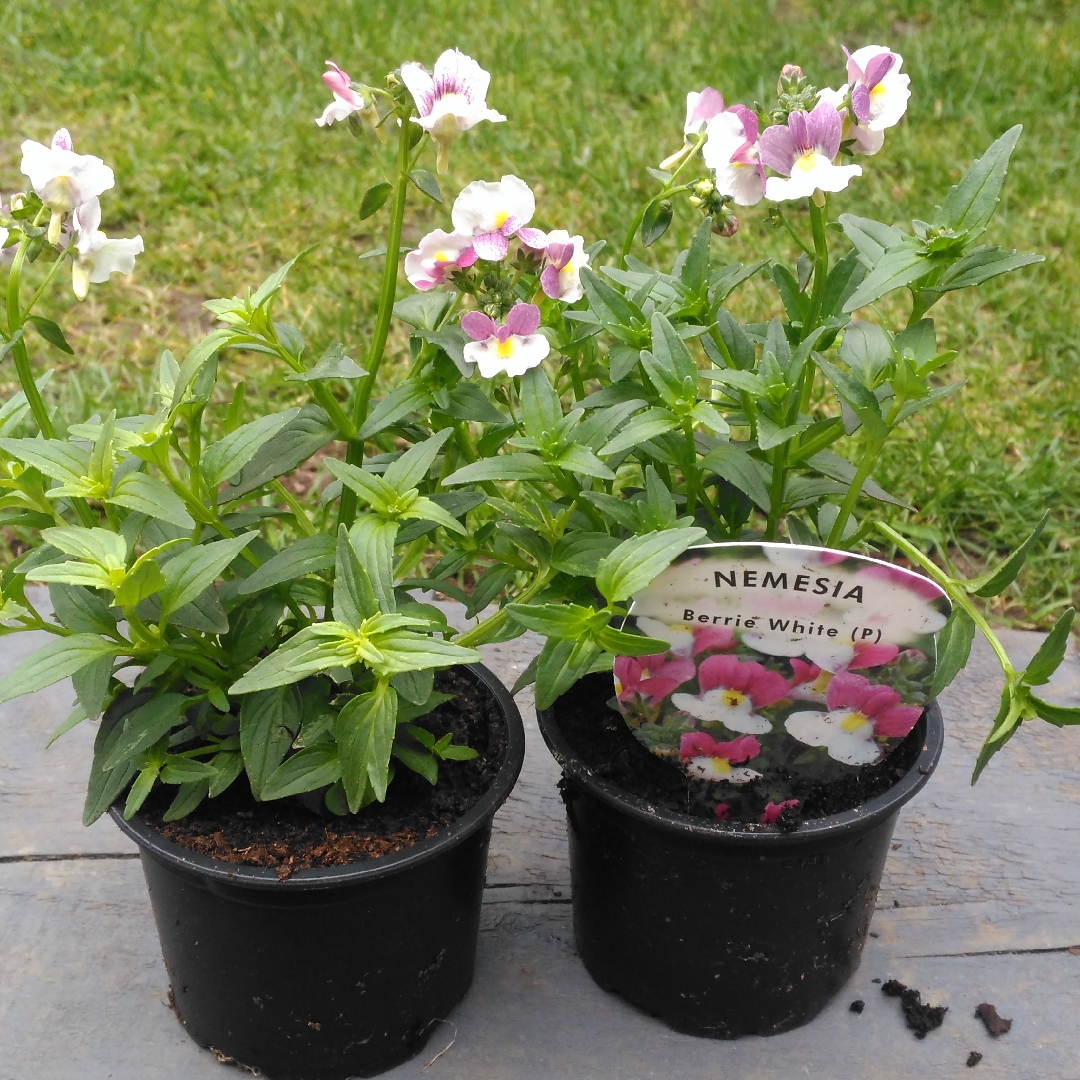 Nemesia Berrie White in the GardenTags plant encyclopedia Nemesia Berrie White in the GardenTags plant encyclopedia