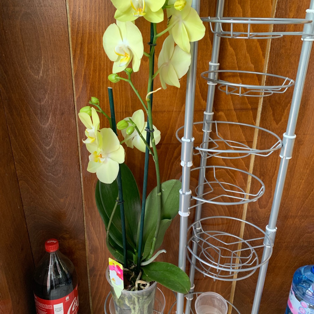 Phalaenopsis Big Lip in the GardenTags plant encyclopedia Moth Orchid Big Lip in the GardenTags plant encyclopedia
