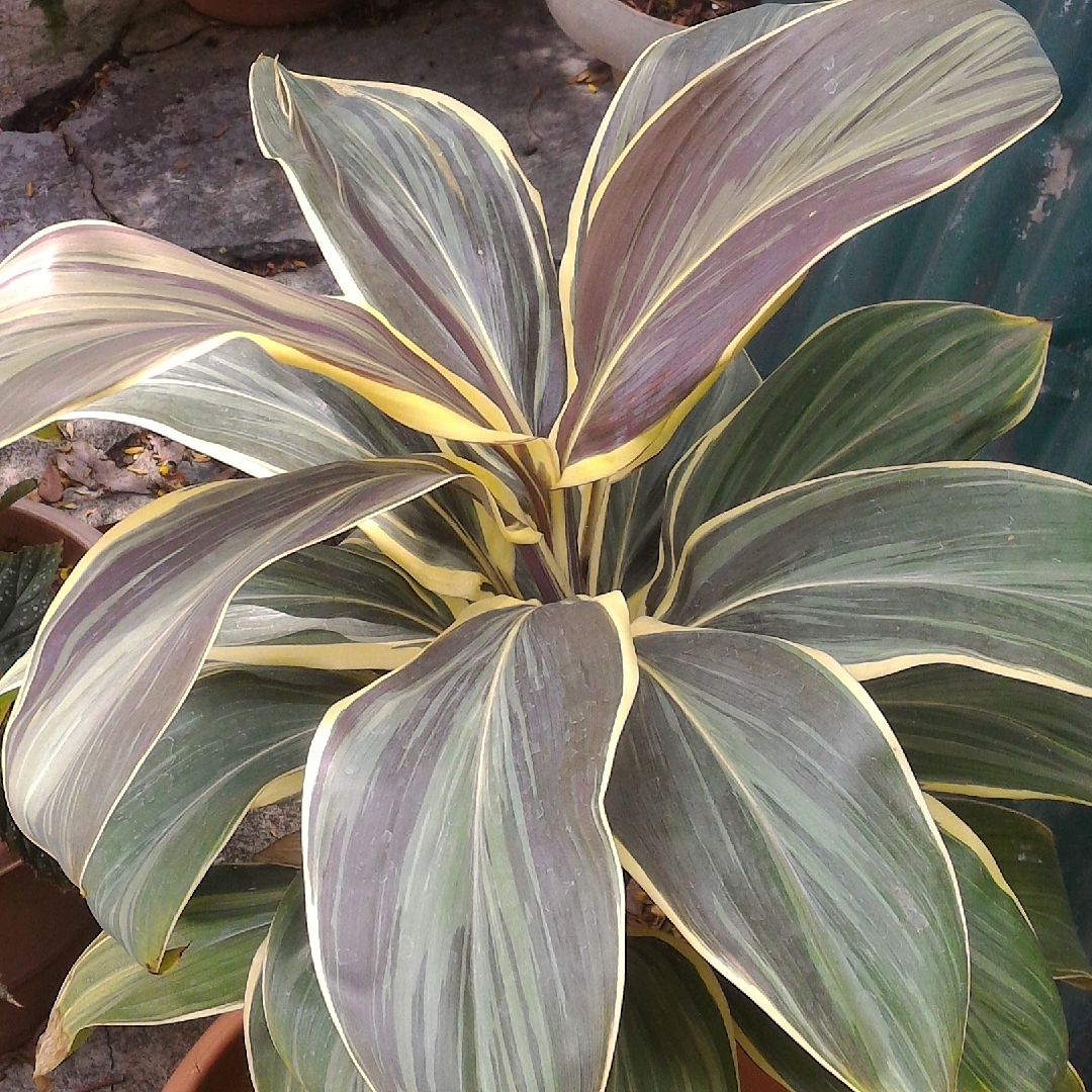 Cordyline Fruticosa Mocha Latte in the GardenTags plant encyclopedia Hawaiian Ti Plant Mocha Latte in the GardenTags plant encyclopedia