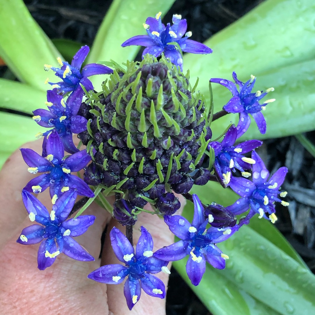 Scilla peruviana Blue Moon in the GardenTags plant encyclopedia Portuguese Squill Blue Moon in the GardenTags plant encyclopedia