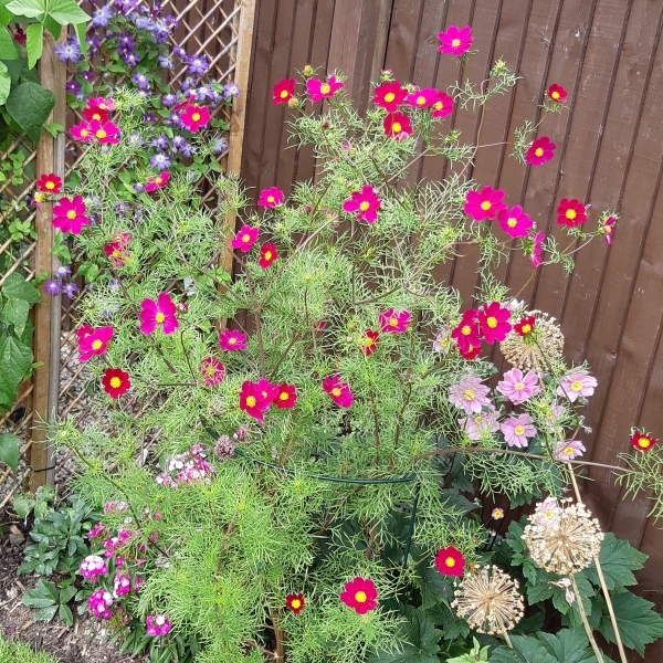 Cosmos bipinnatus Red Dazzler in the GardenTags plant encyclopedia Cosmos Red Dazzler in the GardenTags plant encyclopedia