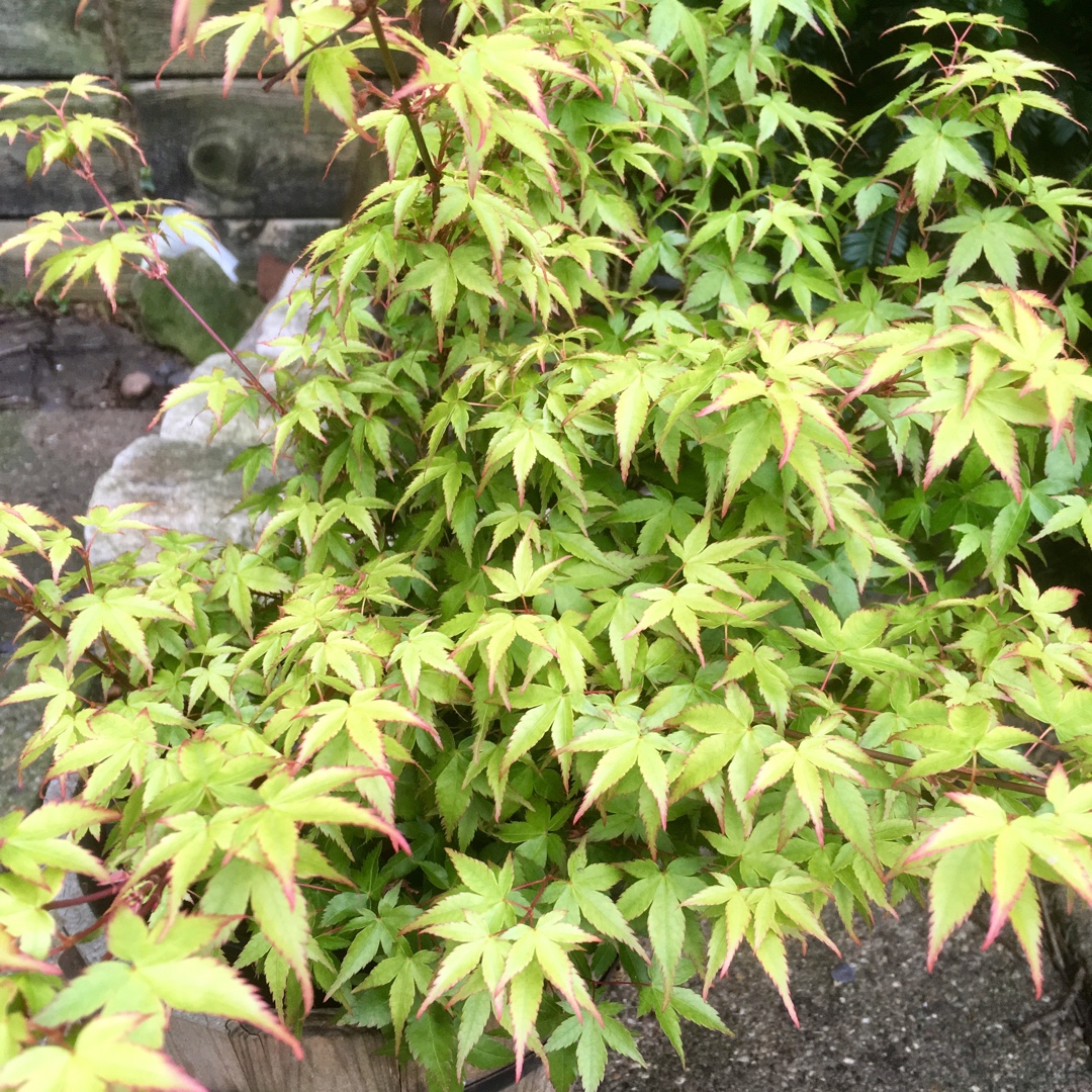 Acer palmatum Mapi-no-machi-hime in the GardenTags plant encyclopedia Acer Little Princess in the GardenTags plant encyclopedia