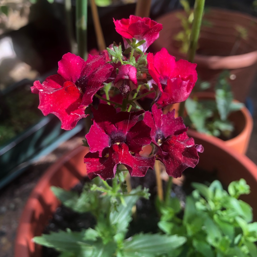 Nemesia Nesia Burgundy in the GardenTags plant encyclopedia Nemesia Nesia Burgundy in the GardenTags plant encyclopedia