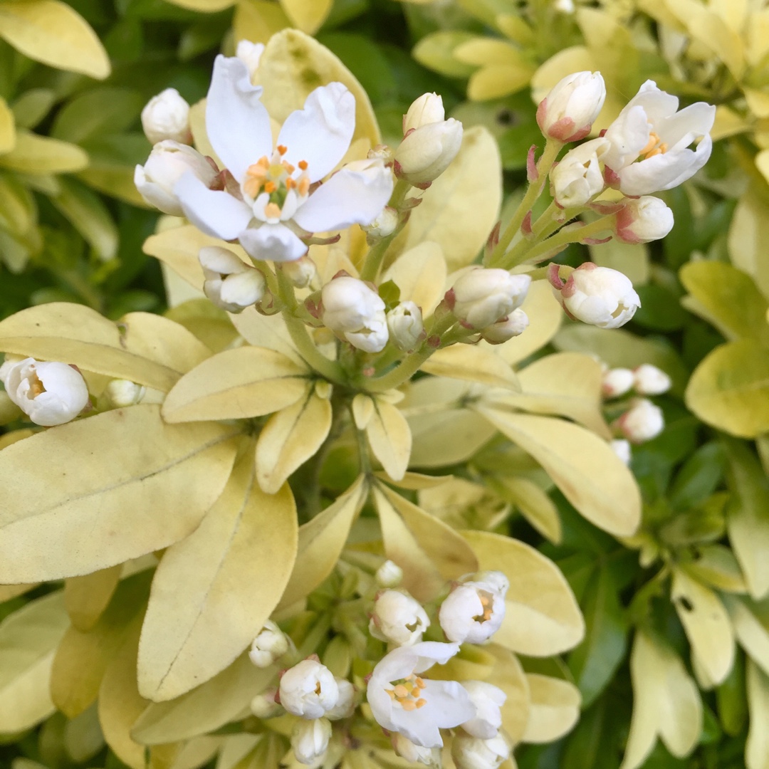 Choisya Ternata Sundance in the GardenTags plant encyclopedia Golden Mexican Orange Blossom Sundance in the GardenTags plant encyclopedia