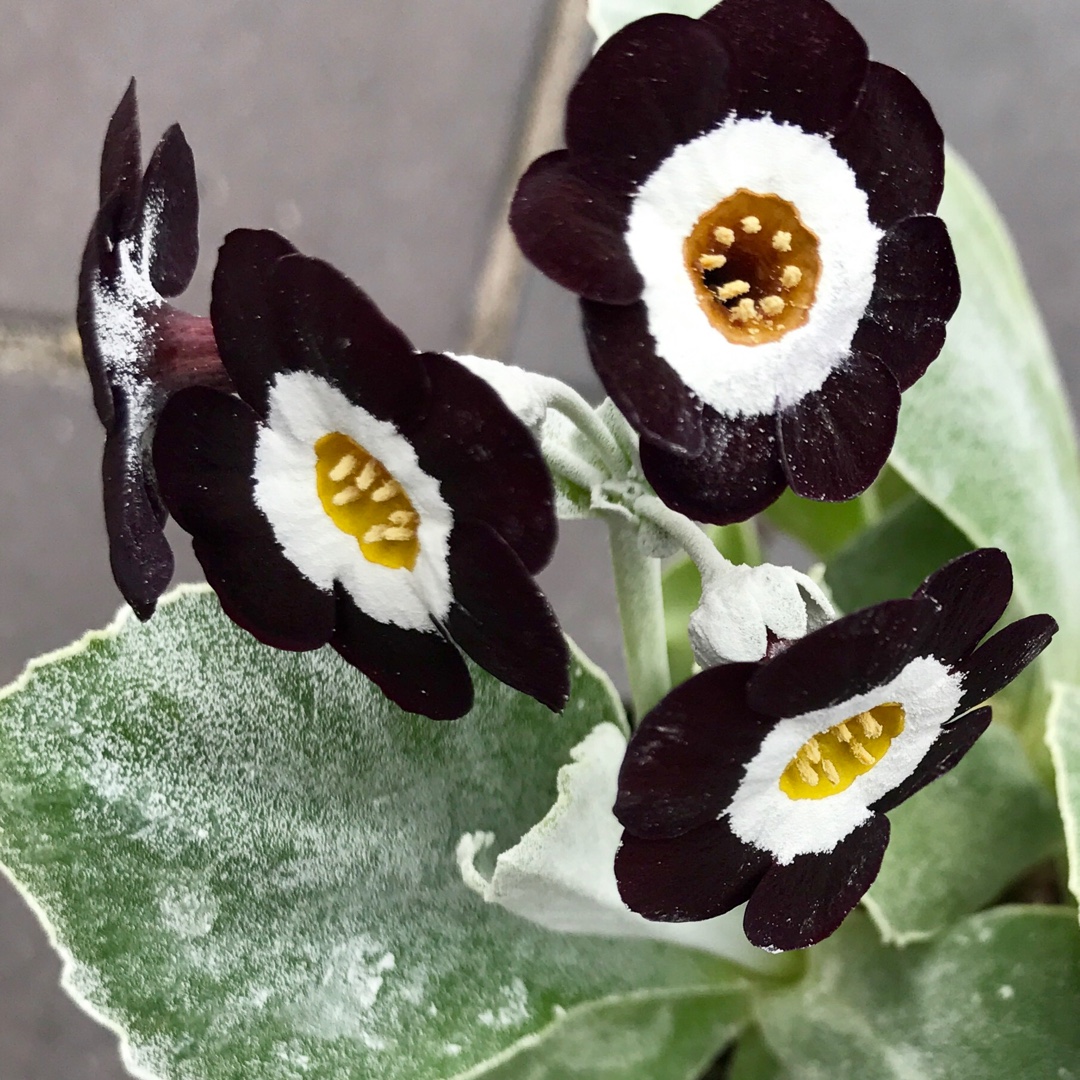 Primula Auricula Lady Zoe in the GardenTags plant encyclopedia Auricula Lady Zoe in the GardenTags plant encyclopedia
